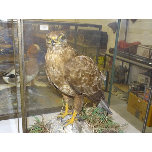 448 - Rowland Ward, a table cased buzzard standing on a rock, with grasses and ferns, ivorine disc label w... 