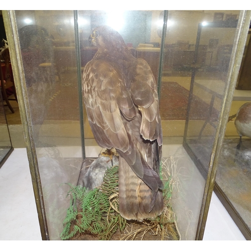 448 - Rowland Ward, a table cased buzzard standing on a rock, with grasses and ferns, ivorine disc label w... 