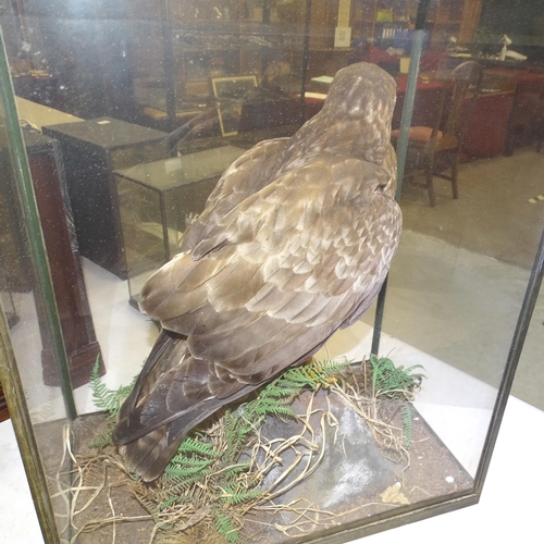 448 - Rowland Ward, a table cased buzzard standing on a rock, with grasses and ferns, ivorine disc label w... 