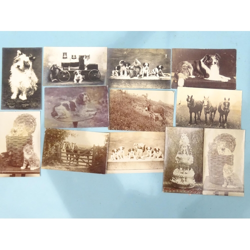 49 - Twelve W R Gay RP postcards of kittens, dogs, horses, etc, together with fourteen of Thurlestone, in... 