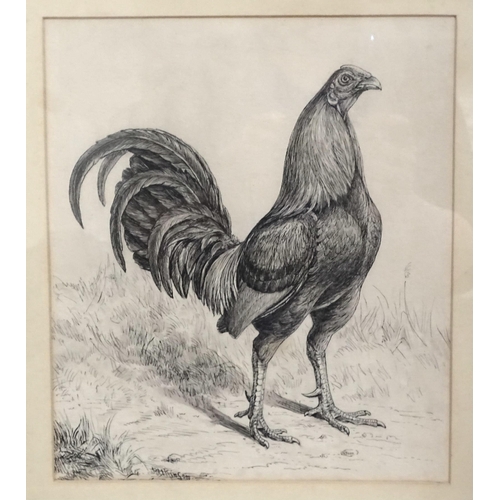 26 - Herbert Atkinson, 'A game cock', pen and ink drawing, signed, 25 x 21.5cm, indistinctly-inscribed on... 