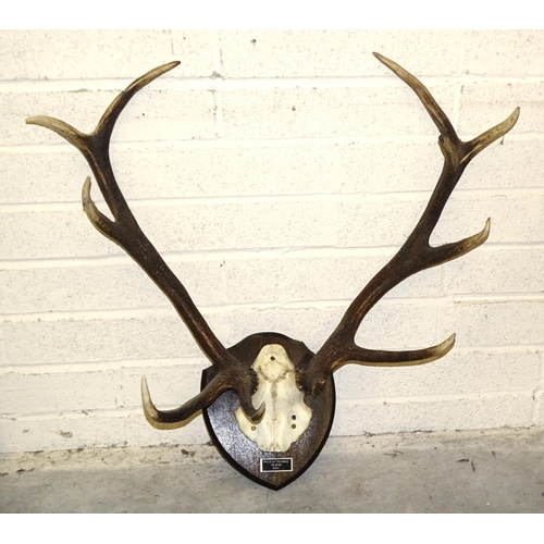 89 - A mounted stag's antler and skull on oak shield, 