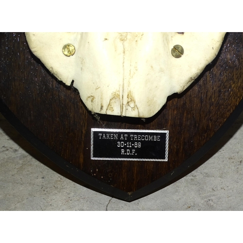 89 - A mounted stag's antler and skull on oak shield, 