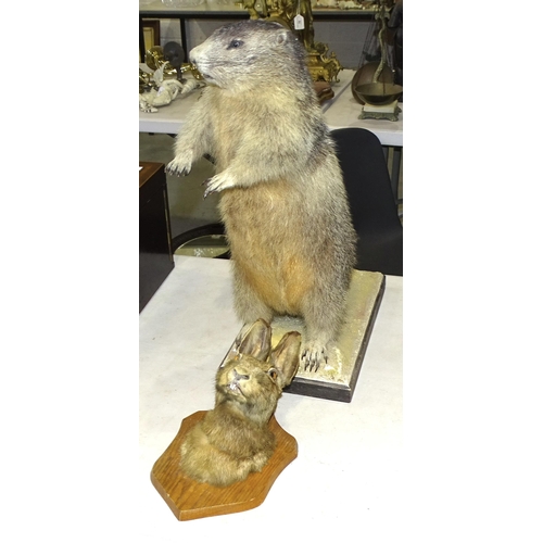 50 - A taxidermied groundhog standing on a base, 56cm high and a taxidermied head of a hare mounted on a ... 