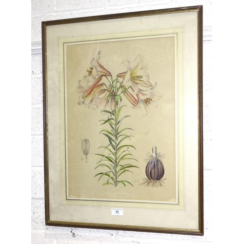 92 - After Lilian Snelling, 'Lilium Regale', a framed coloured print, 51 x 37cm, Julie Collino 'Cat besid... 