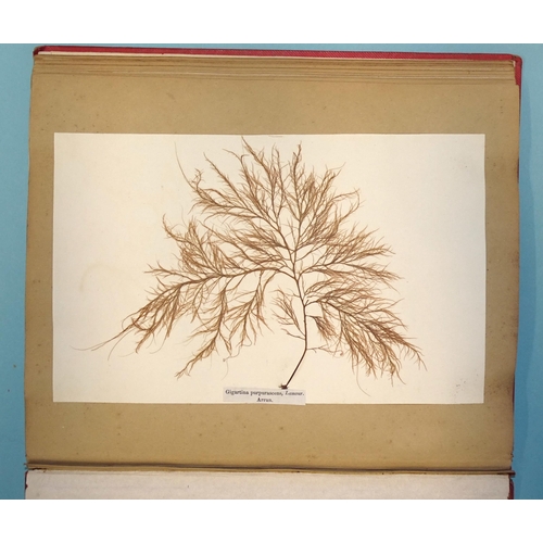 8 - Treasures of the Deep, or, Specimens of Scottish Sea-Weeds, Natural Order Algæ, fourth issue, 42 spe... 