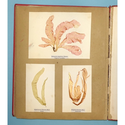 8 - Treasures of the Deep, or, Specimens of Scottish Sea-Weeds, Natural Order Algæ, fourth issue, 42 spe... 