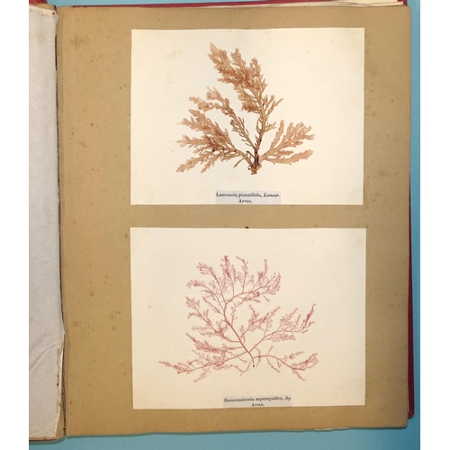 8 - Treasures of the Deep, or, Specimens of Scottish Sea-Weeds, Natural Order Algæ, fourth issue, 42 spe... 