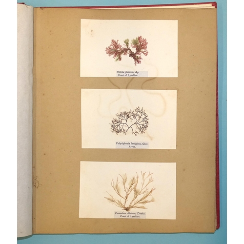 8 - Treasures of the Deep, or, Specimens of Scottish Sea-Weeds, Natural Order Algæ, fourth issue, 42 spe... 