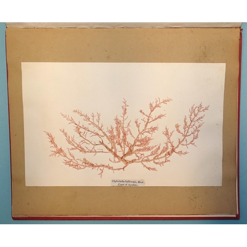 8 - Treasures of the Deep, or, Specimens of Scottish Sea-Weeds, Natural Order Algæ, fourth issue, 42 spe... 