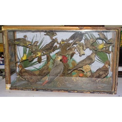 13 - A collection of nineteen taxidermied exotic birds in glazed case, 77cm wide, 44cm high, 22.5cm deep,... 