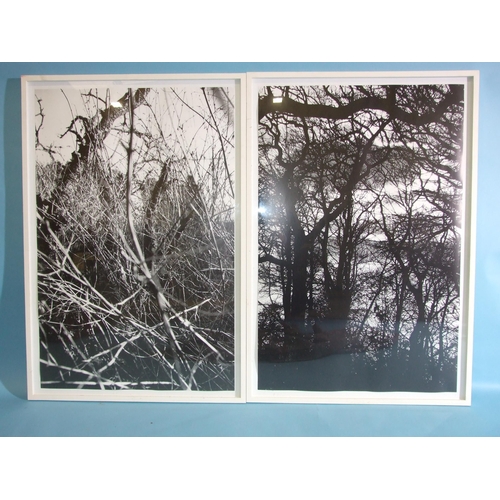 62 - *An enlarged framed black and white photograph of a woodland path, 88 x 60cm and three other similar... 