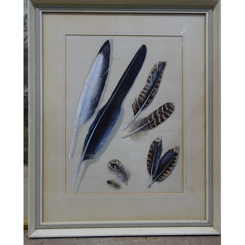 72 - Marjorie Blamey (1918-2019), 'Study of feathers', gouache, 28 x 21cm and a pair of watercolours, stu... 