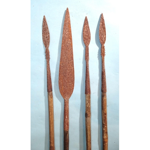 558 - Four metal-tipped spears, three with replacement bamboo shafts, approximately 195cm long, (4).... 