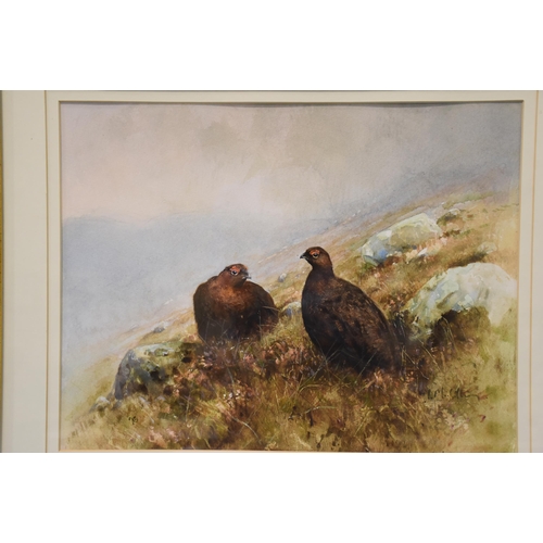 15 - Ian MacGillivray (b.1964) STUDY OF TWO GROUSE ON A HILLSIDE Signed watercolour, 28.5 x 37.5, dated '... 