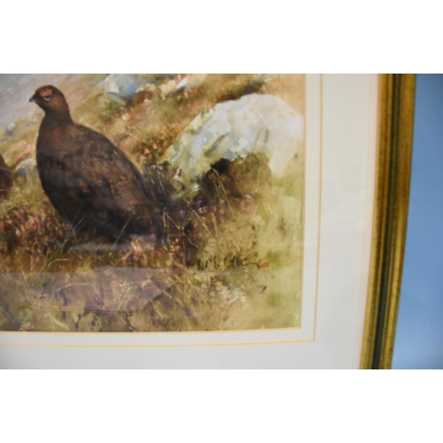 15 - Ian MacGillivray (b.1964) STUDY OF TWO GROUSE ON A HILLSIDE Signed watercolour, 28.5 x 37.5, dated '... 