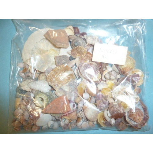 60 - A large collection of seashells.