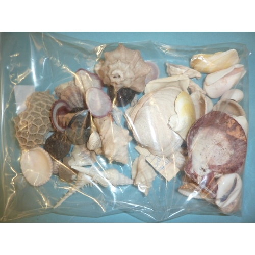 60 - A large collection of seashells.