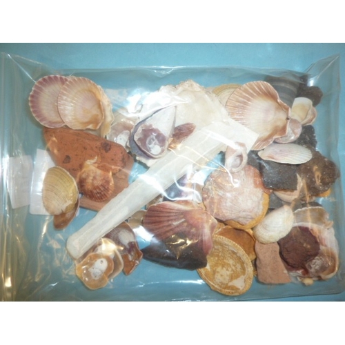 60 - A large collection of seashells.