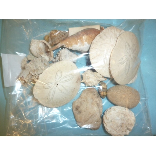 60 - A large collection of seashells.