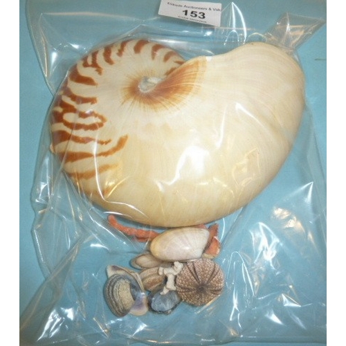 60 - A large collection of seashells.
