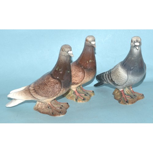 Pigeons.
