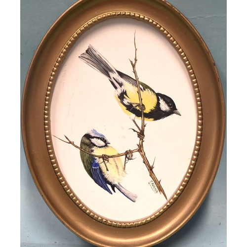 16 - Tricia Hand, a group of four oil on artboard ornithological studies, depicting a pair of kingfishers... 