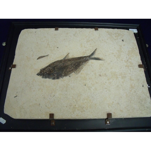 110 - Framed and mounted rectangular stone panel with two fish fossils (Green River, Wyoming, USA)(46.5cm ... 