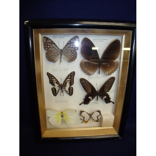 113 - Framed and mounted taxidermy study of six butterflies with descriptions (18.5cm x 23.5cm)