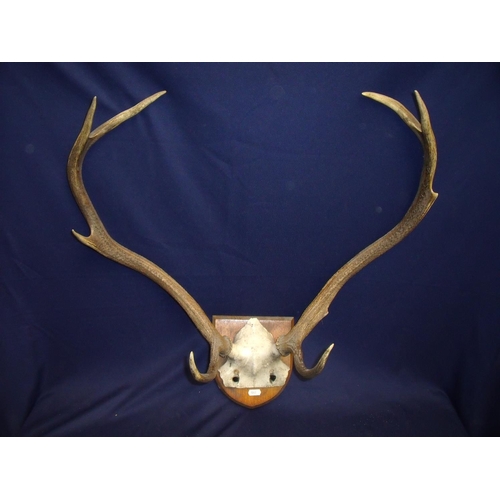 116 - Mounted set of eight point deer's antler on oak shield