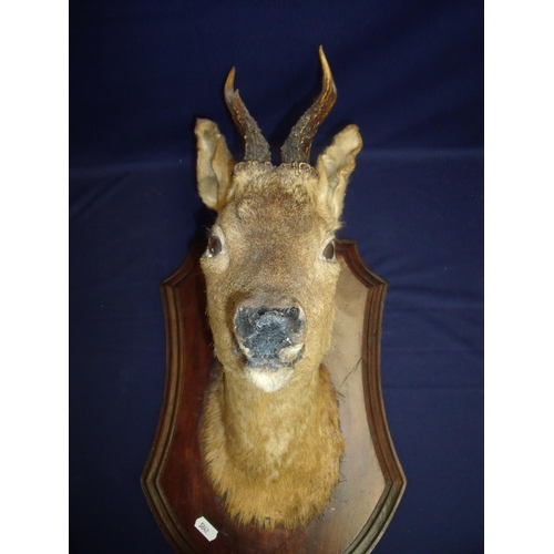 117 - Taxidermy study deer's head mount on oak shield plaque