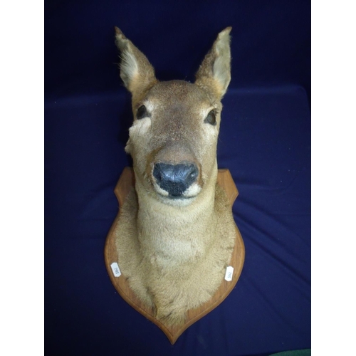 118 - Taxidermy study of a deer's head mount on oak shield