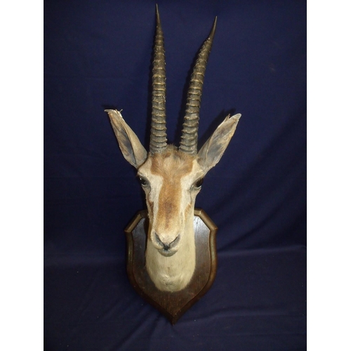 120 - Good example of a Rowland Ward taxidermy study black buck head mount on oak shield, the reverse with... 