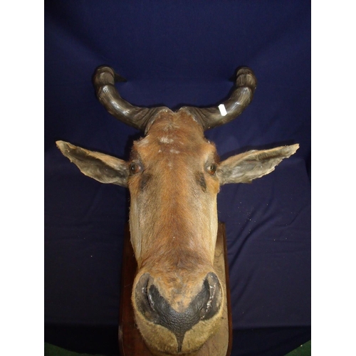 121 - Taxidermy head mount study of a Hartebeest mounted on wooden plaque with stud gilt stencilled letter... 