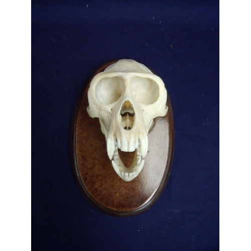 122 - Scarce Natural History study of a moutned Varvaret monkey skull on oval wooden plaque with cites cer... 