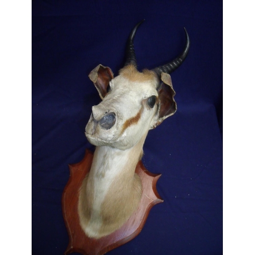 125 - Taxidermy head mount study of a Springbok, mounted on wooden shield wall plaque with hand written in... 