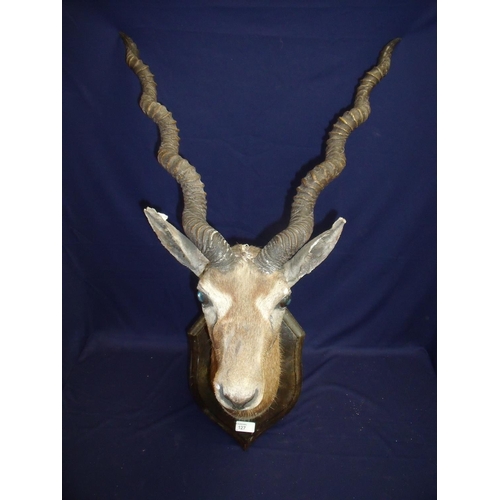 127 - Victorian taxidermy head mount study of a Antelope on oak mounted shield