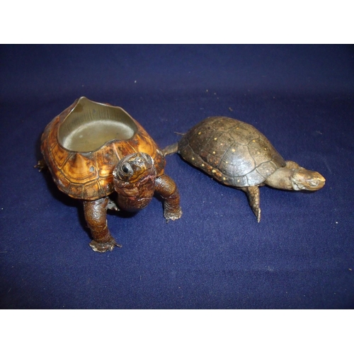 128 - Taxidermy study of a Terrapin in the form of a ashtray and another of a tortoise (2)