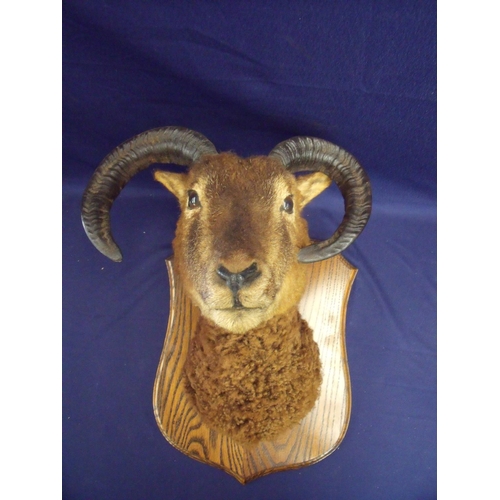 129 - Taxidermy head mount study of a Mouflon sheep on oak shield