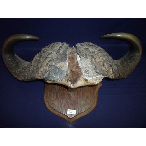 130 - Taxidermy study of Cape Buffalo horns mounted on oak shield