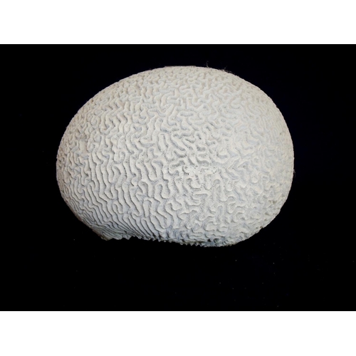 4 - Extremely large Brain Coral (approx. 24cm high x 32cm x 25cm)