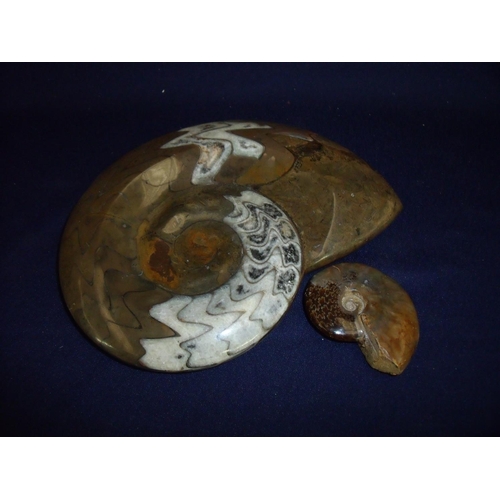 7 - Large polished stone shell fossil (19cm x 15cm) and another smaller ammonite fossil (6cm x 4.5cm) (2... 