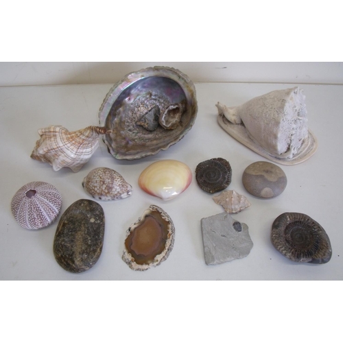 64 - Selection of various seashells, fossils, minerals etc