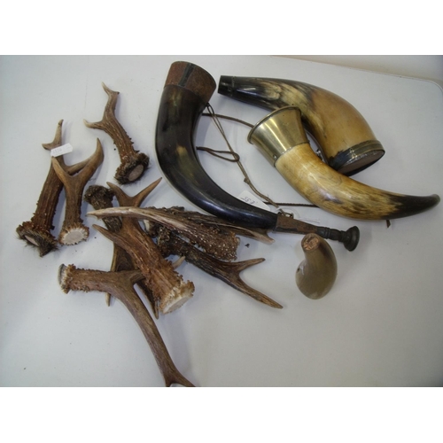 76 - Selection of various small deer antlers suitable for stick carving and a selection of cow horn powde... 