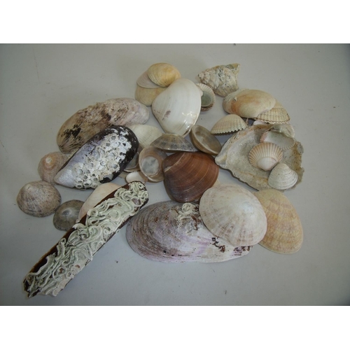 86 - Extremely large collection of various assorted sea shells in two boxes