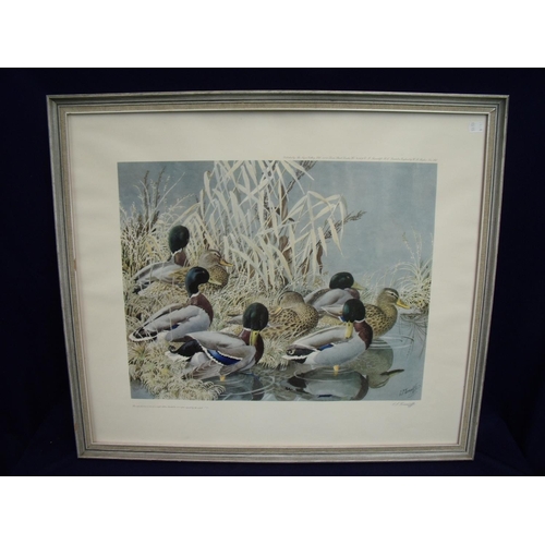 69 - Framed and mounted signed limited edition print No170/500 of mallard duck on rivers edge published b... 