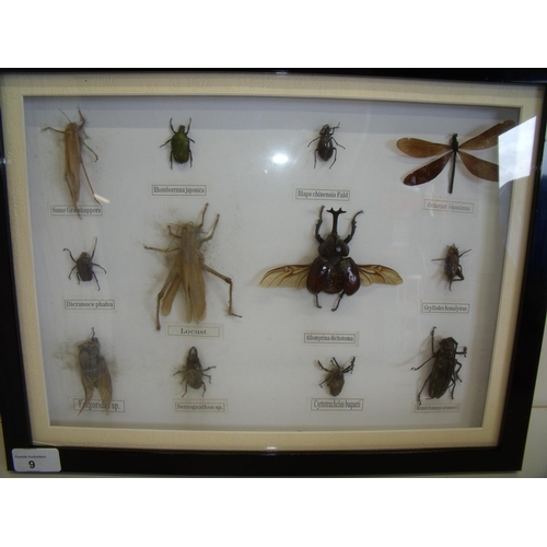 9 - Framed and mounted display of various beetles and insects (42cm x 32cm)