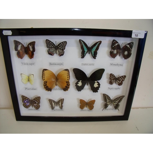 10 - Framed and mounted display of butterflies (42cm x 32cm)