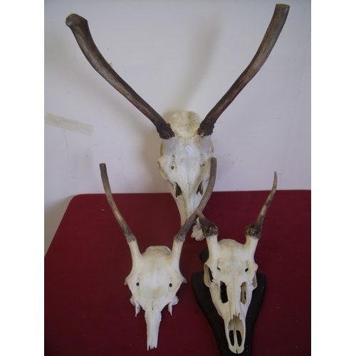 191 - Three deer type skulls with antlers mounted on shields