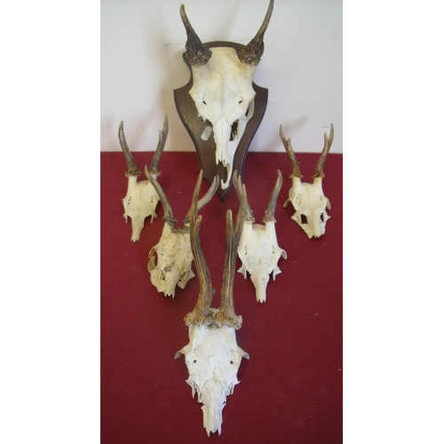 192 - Group of six deer type skulls with antlers, one mounted on shield
